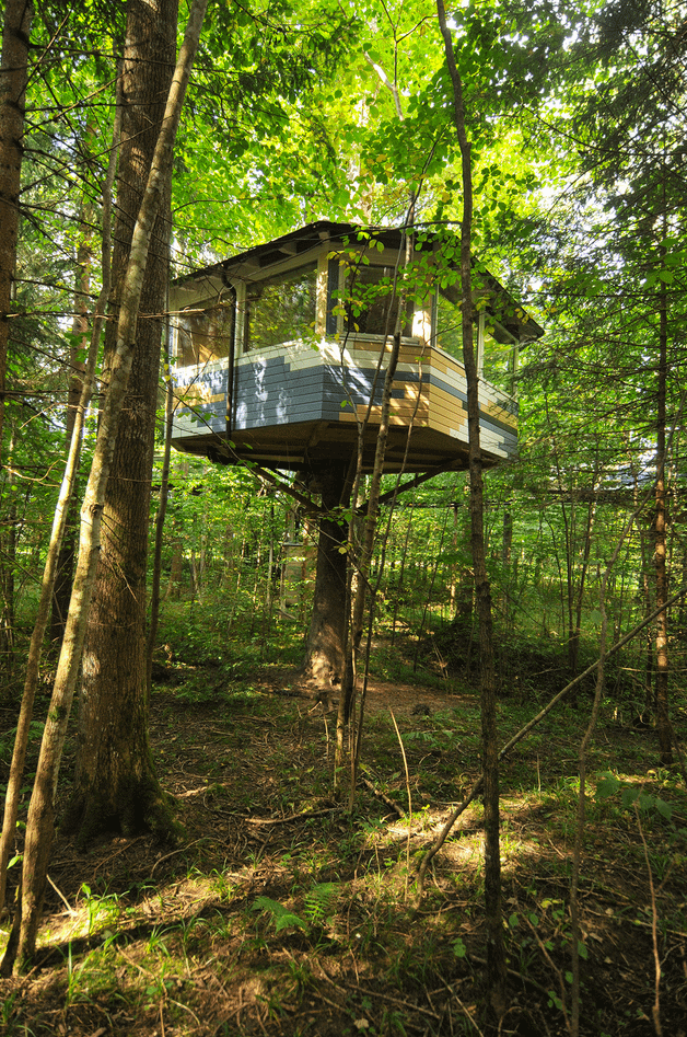 cabane dans les arbres, forêt ensolleillée
